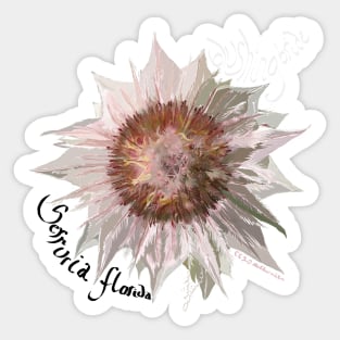 Blushing Bride, Serruria florida Sticker